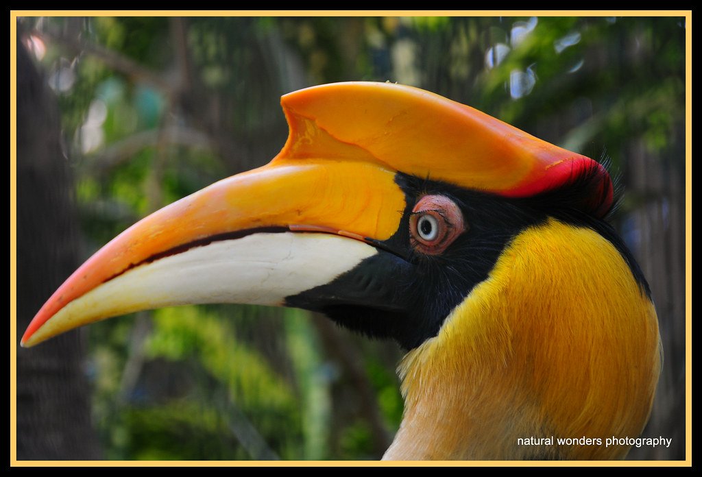 @ParveenKaswan Great Indian Hornbill. Female.