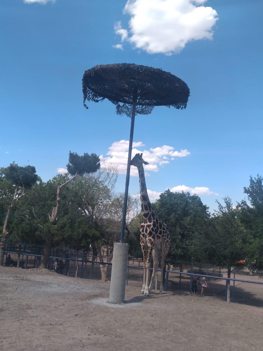 En Ciudad Juárez estamos verdaderamente preocupados por Benito, la jirafa que se encuentra en el Parque Central y que fue traída por el Gobierno del Estado de manera irresponsable y egoísta.

Es una larga historia pero acá te la cuento:

La fotografía de la izquierda retrata a