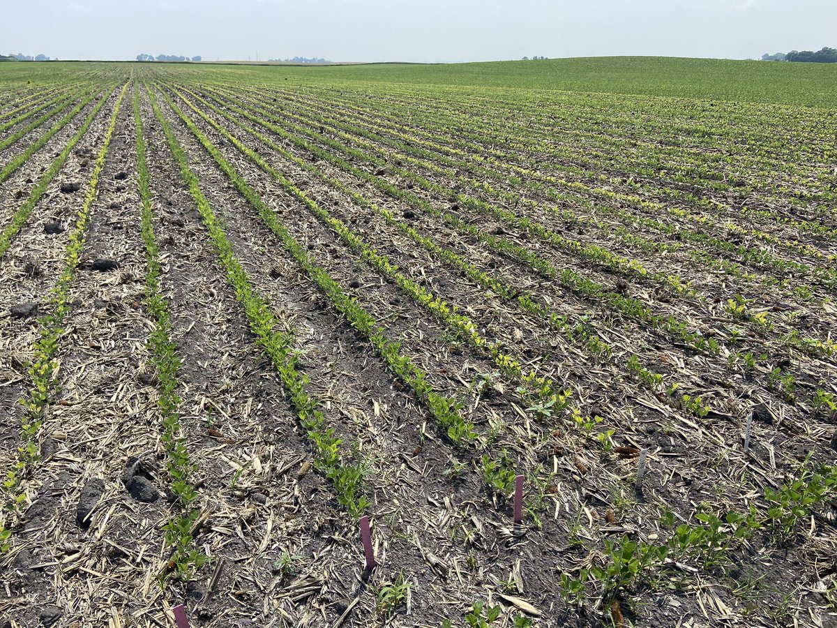 Our Marshall IDC (Iron Deficiency Chlorosis) soybean plot is showing show early variety differences.