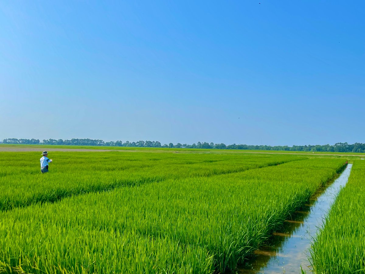 LSU Phytobacteriology Lab tweet media