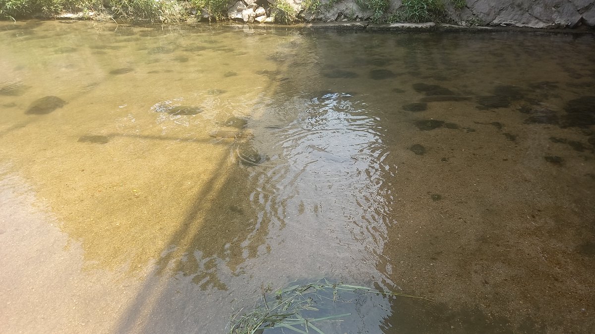 JKD_85's tweet photo. 잉어 봤습니다. 굉장히 신기했습니다.
I saw the carp, and it was fascinating.
#잉어 #물고기 #밥반찬 #반찬
#고기 #물 #생선 #식량 #밥
#생선구이 #바다 #강 #시냇가
#개울가 #맛있는물고기 #carp
#Meat #Water #sea #river
#streamside #Bythestream
#Fish #sidedishes https://t.co/0xMXARfkcr