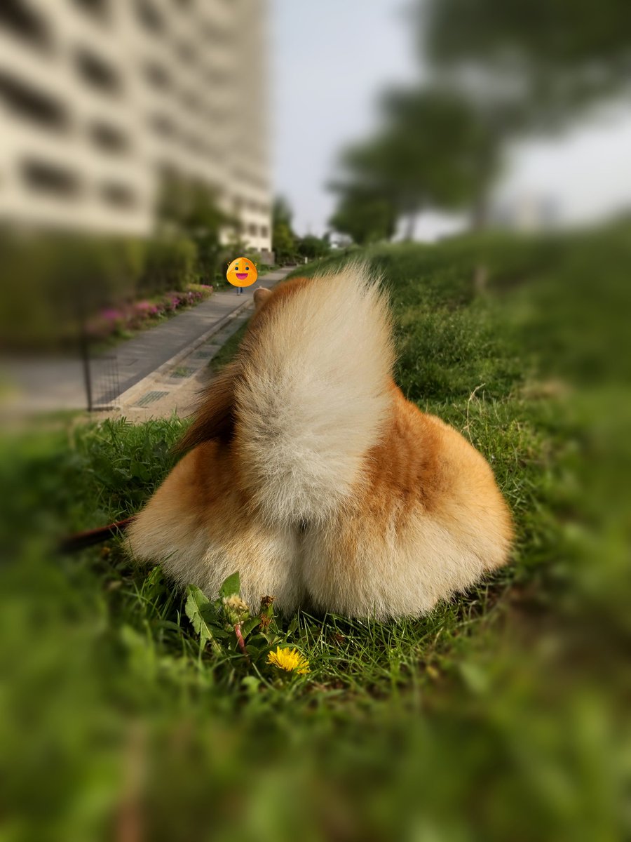 wan_goemon's tweet photo. 拙者のオチリ https://t.co/9oXPRKkXRE
