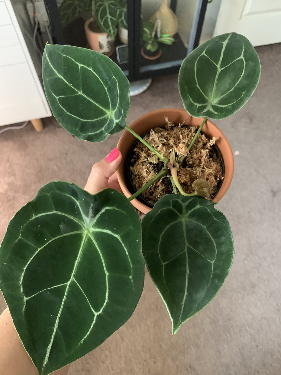 NancyG_89's tweet photo. I got plant mail today so happy #planttwitter https://t.co/btMbLrvqus