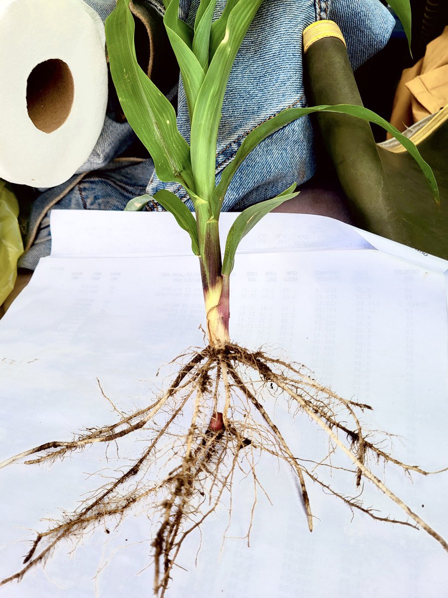 Putting <a href="/HolganixAg/">HolganixAg</a>  infurrow on corn never disappoints!💪🏻