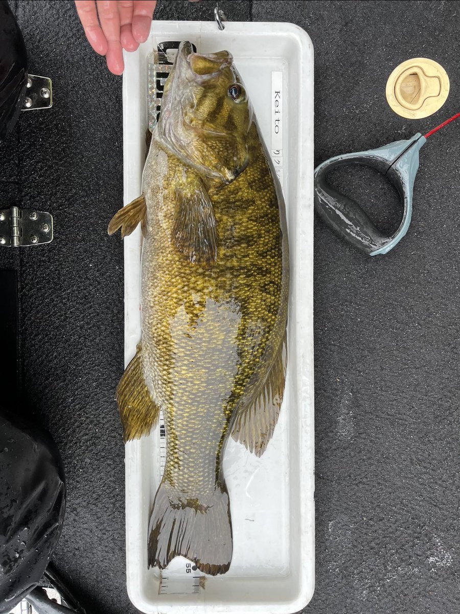 今年3本目の55up☔️

ペタペタの南風が好きだけど北風も悪くない
北風と雨からの大幅な雪代が溶けた水が流れ込んだ湖流の裏筋
朝９時でつ抜けて、この他52.48と続き
上5本で10k
スモールマウスの数字じゃない💦