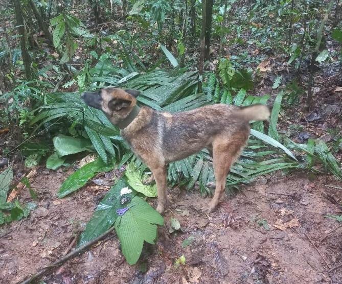 PlataformaALTO's tweet photo. ¡Qué alegría! Fuentes militares confirman que aparecieron los 4 menores que llevaban 40 días desaparecidos en selvas de Caquetá y Guaviare. Junto a ellos estaba  Wilson, el valiente perrito rescatista que había desaparecido cuando los buscaba ❤️🐶 https://t.co/P60PThPglg