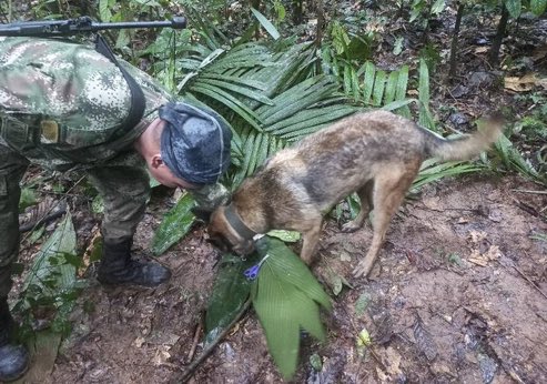 🇨🇴 | URGENTE: El perro de nombre ‘Wilson’, que también había desaparecido, fue encontrado con los menores en la selva colombiana.