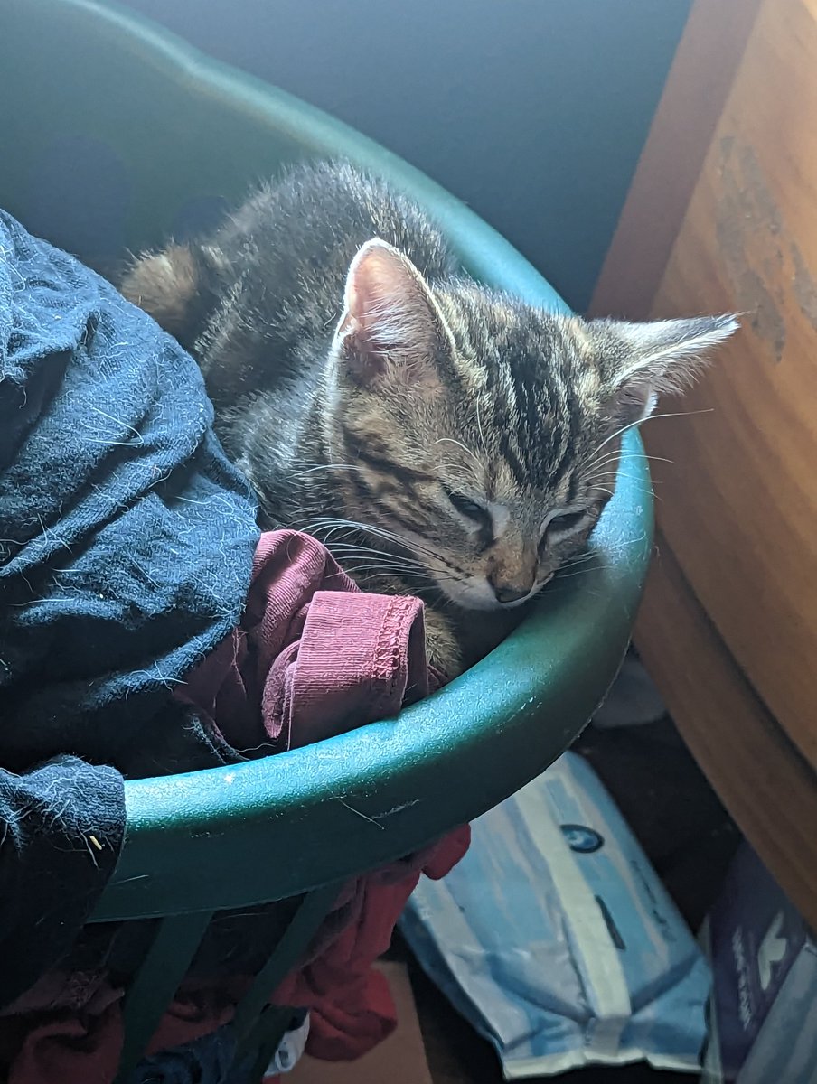 latkitten's tweet image. Local terror suspect found sleeping in laundry basket of old t-shirts