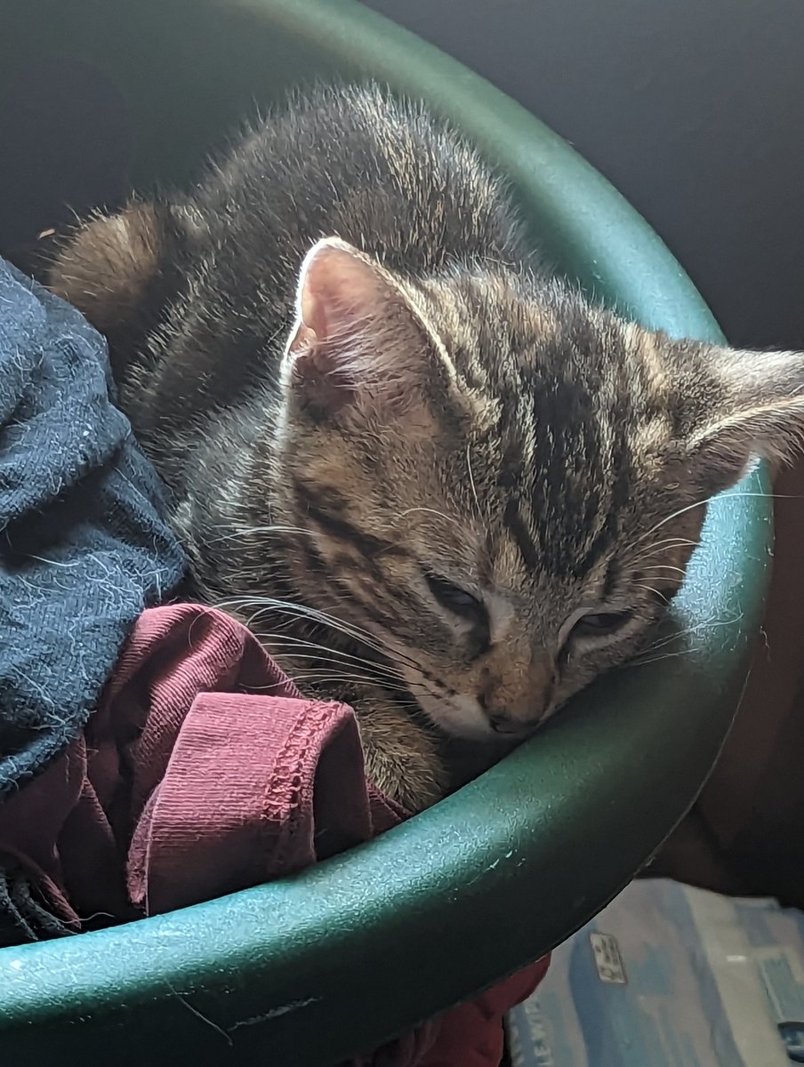 latkitten's tweet image. Local terror suspect found sleeping in laundry basket of old t-shirts