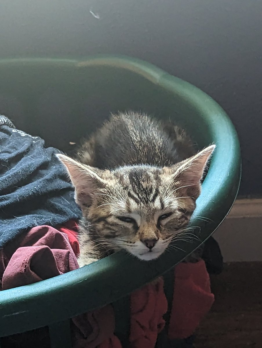 latkitten's tweet image. Local terror suspect found sleeping in laundry basket of old t-shirts