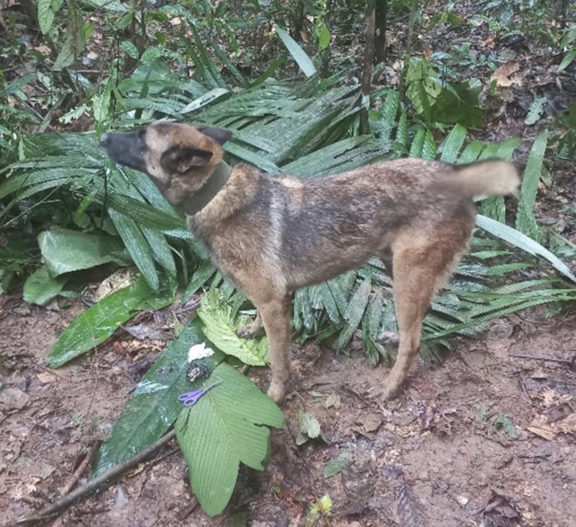 Wilson el perro estaba con los niños y miren cómo mueve la colita de alegría🥺😍 te amo Wilson protector