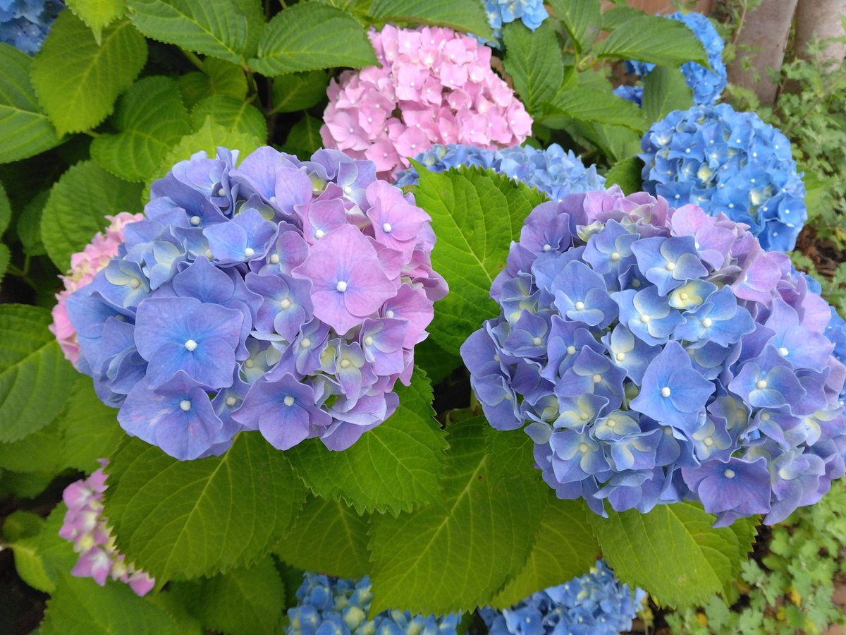 #紫陽花　#グラデーション　#梅雨　#写真好きな人と繋がりたい 　写真撮るのが好きな人と繋がりたい
大好きな紫陽花💠　色んな種類の紫陽花が咲き誇っててワクワクします((o(^-^)o))💖💠