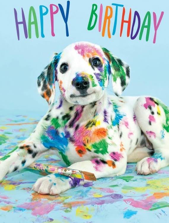 Cindy7844's tweet photo. @K9Garm Happy Birthday #MooseDog 🐾💙 https://t.co/8tSUvyXHrH