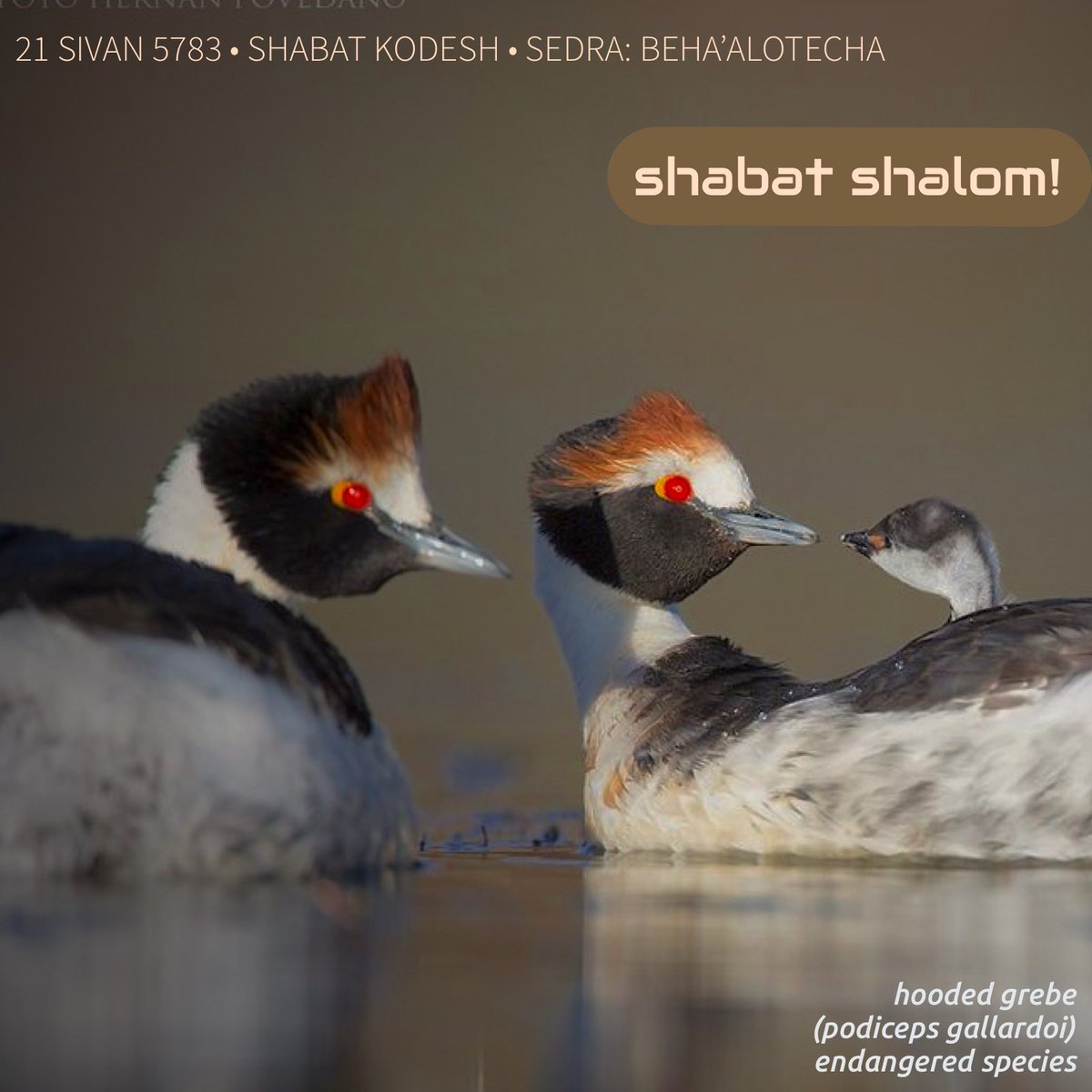#שבת #shabat #shabbat time #שבתשלום #גוטשבת #shabatshalom #shabbatshalom👋☺️