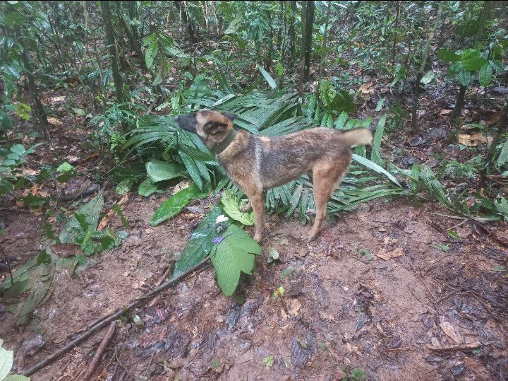pipecuidacol's tweet photo. #Guaviare Los encontraron, estos es un verdadero Milagro, encontrar los niños en medio de la selva densa amazónica es para nuestro país un hecho histórico.

Gracias al @COL_EJERCITO a todos los indígenas y los que acompañaron la búsqueda.

#losencontraron #Niños #Desaparecidos https://t.co/O6IN57XbX5