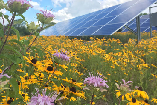 PNS_MN's tweet photo. Summer's In Bloom, Including 'Solar Meadows' in MN https://t.co/Jc5xLDhKZE https://t.co/xprnLOTHHG