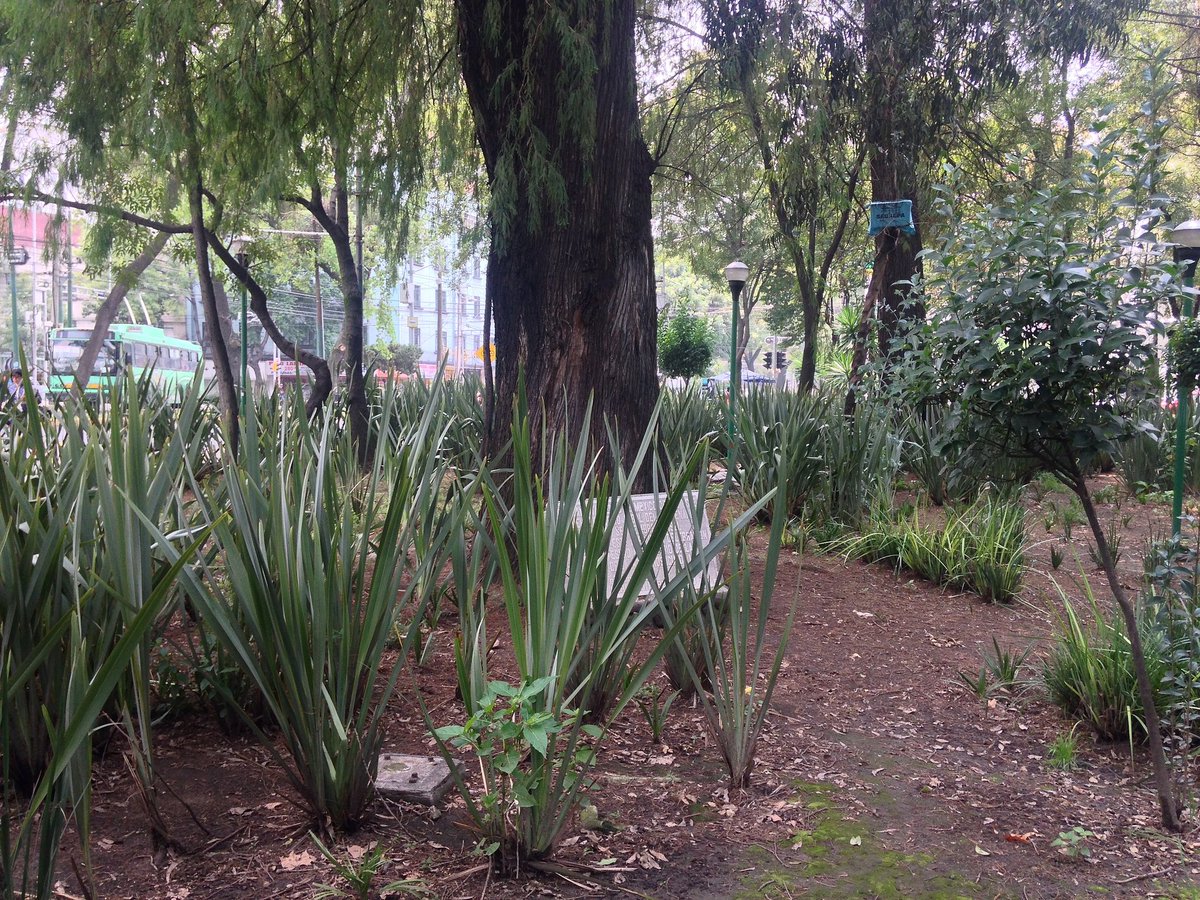 Crónicas de Banqueta tweet media