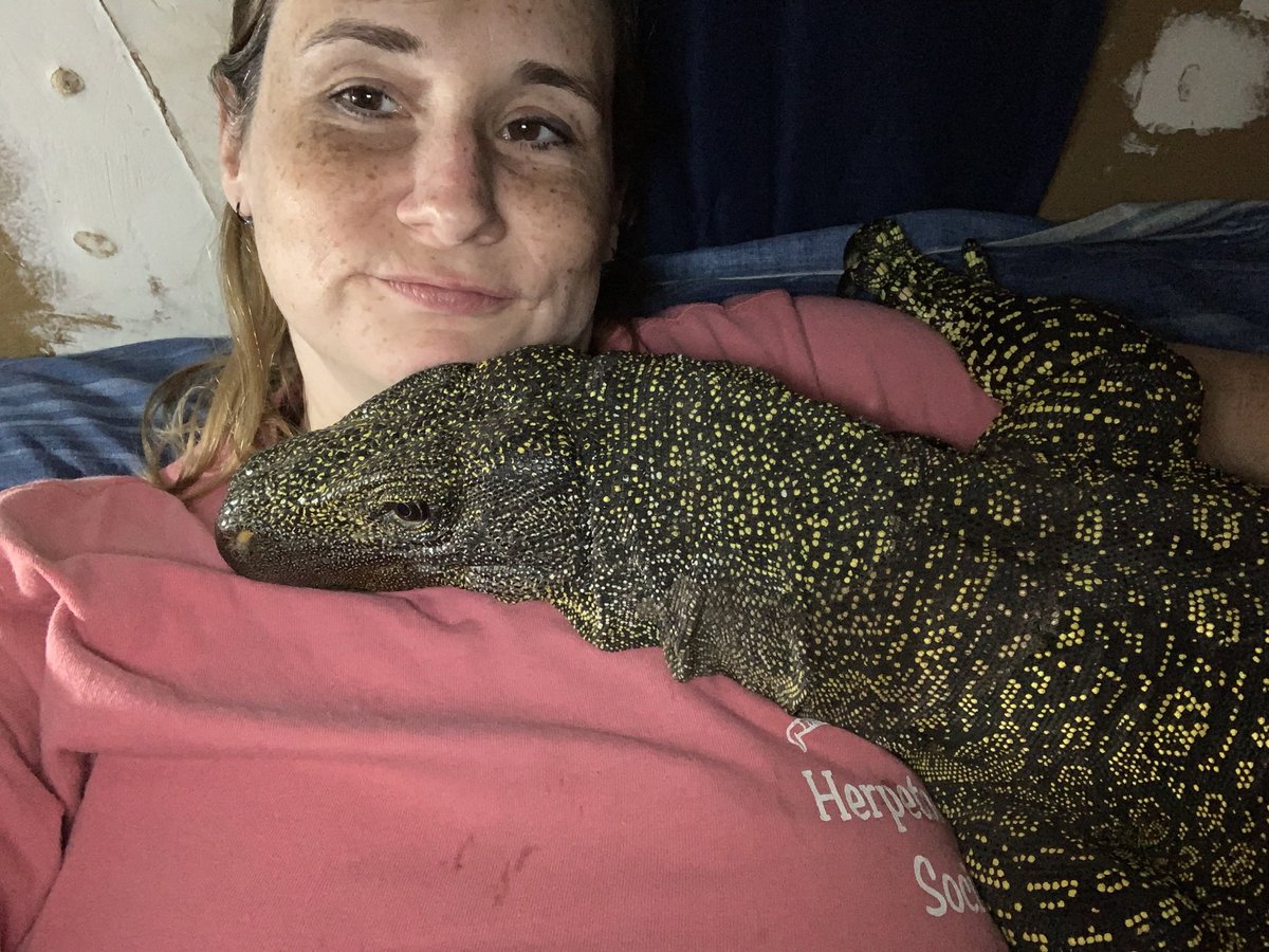 SCrutchfield8's tweet photo. It’s Friday night!!!!!
Who else is in bed before 8pm? 🤤😴🦎
#animal #animals #reptile #reptiles #lizard #lizards #monitor #monitorlizard #monitorlizards #crocmonitor #friday #fridaynight #bedtime #oldpeople #passedoutby9 https://t.co/0GyUc9V4M5