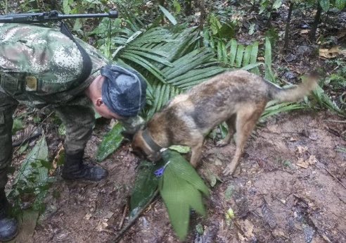 fabiolachambi's tweet photo. Necesito que @NetflixLAT se ponga las pilas y haga una película sobre los niños encontrados luego 40 días en una selva colombiana y el perrito héroe, Wilson. 🥲

Fotos: @estoescambio// @AlertaNews24 https://t.co/k6auCGyIsl