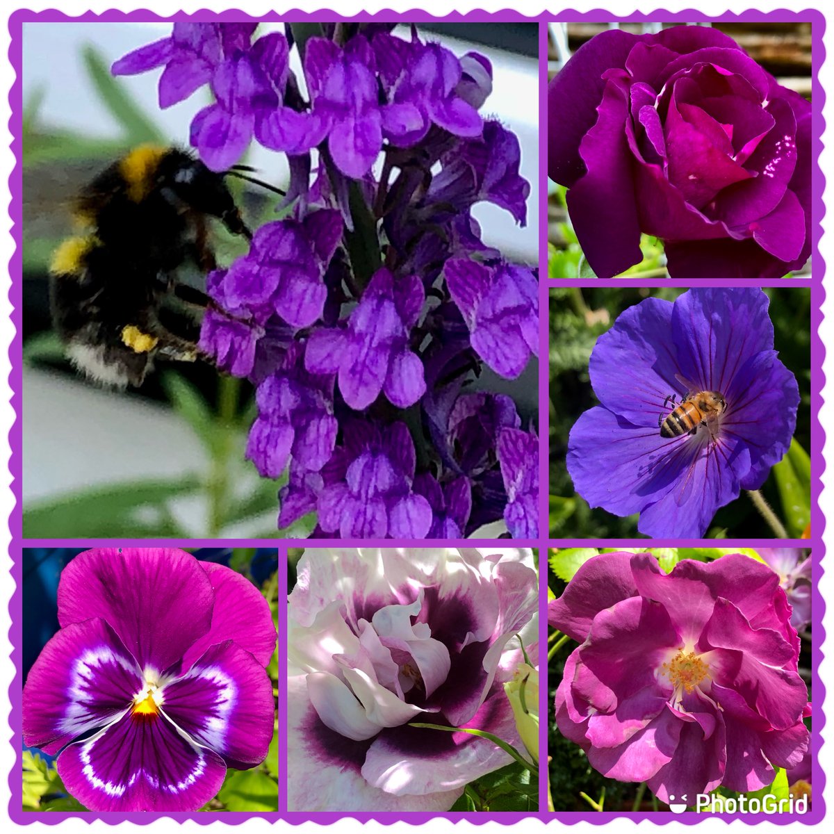 Susiekeane41's tweet photo. #SixOnSaturday purple beauty 💜💜#Purple #Gardening #Flowers #SaturdayVibes #mygarden #Bees #rose #toadflax #pansy #Geranium https://t.co/l4P51Kb9Rw