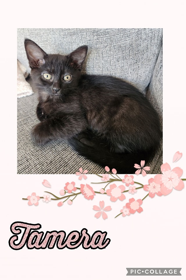 Available: 6/10
Name: Tamera
Sex: Female
Age: 10 weeks
Purina One kitten food
Gets along great with kids and other cats.
shelterluv.com/matchme/adopt/…
#adoptdontshop #adoptme #kittens #petsmart1184 #rosevilleca