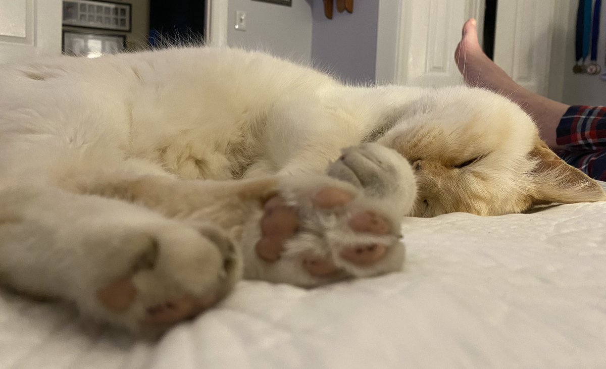 Sleepy toe beans!!! #sleepycat #CatsOnTwitter #catsoftwitter #CaturdayEve