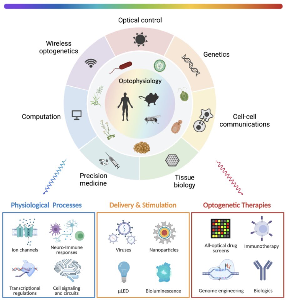 Madam_Mito's tweet photo. At the systematic level, optogenetic applications include; cell to cell communication, immunomodulation, transcriptional, Metabolic and (epi)genome reprogramming. 

💡 🧬 🦠 

“Of the original phenomena, light is the most enthralling.”
— Leonardo da Vinci

https://t.co/dBOx6kRXca https://t.co/T1OQZA4kMi