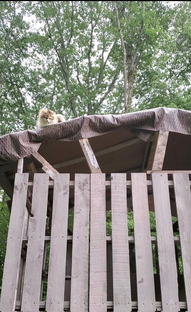 kat_every's tweet photo. Living the high life. Peeking at the chicks and collar free for 2 weeks and counting! #FridayFeeling #FridayVibes #FridayMood #Friday 
#cats #CatsOfTwitter #CatsOnTwitter #love #MissyKat https://t.co/YIOtEV2dbO