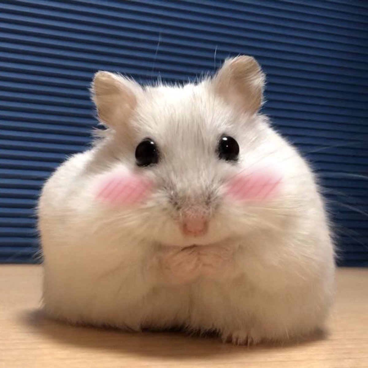 gunil as hamsters 🐹 (@gunilashamsters) on Twitter photo 2023-06-10 00:22:09