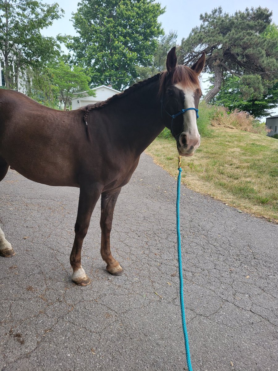 WanderersWorks's tweet photo. My handsome dude! He has stolen my heart ❤️ such a good boy ❤️🐴 https://t.co/qM076QmPUA