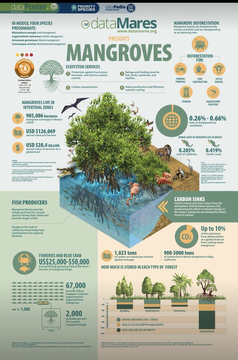 Greenyatra's tweet photo. #Mangrove #BlueYatra
Interesting and Valuable Info
Did you know that Mexico has over 900,000 hectares of #mangroveforests that generate an estimated $24 billion USD in services annually?
And we are destroying #mangroves for our so called economic developments :(
#GreenYatra #MangrovePlantation #MangrovePlantationNGO #coastalconservation #marinehabitat
#bluecarbon
via DataMares