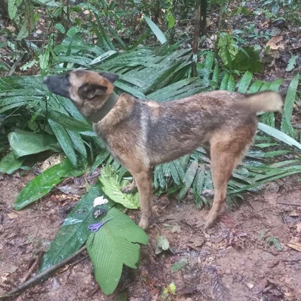 🇨🇴 | URGENTE: WILSON SIGUE DESAPARECIDO EN LA SELVA COLOMBIANA DE GUAVIARE.