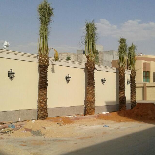 hhr_50's tweet photo. مقاول شبوك مزارع كسارات شبوك امنيه
وكذالك نقوم بتوريد النخيل العربي والواشنطن جميع انواع نخيل 
0565445269 https://t.co/JryJD85X0o