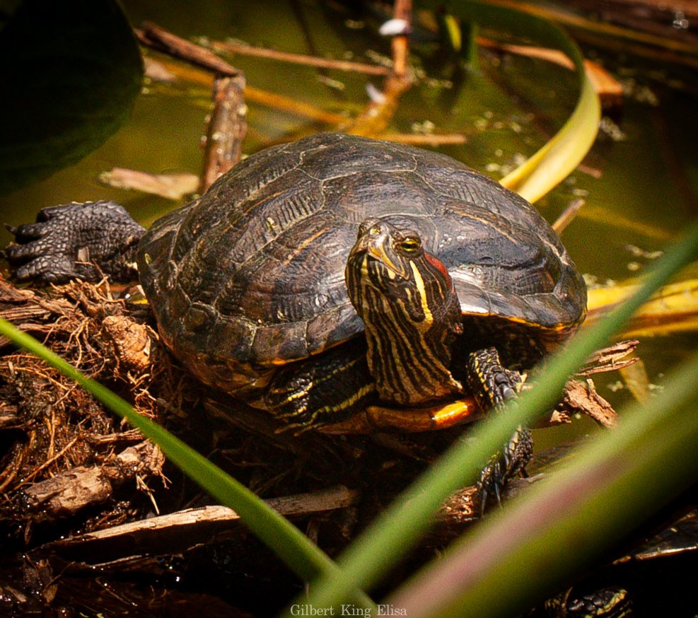 Warmth

#GilbertKingElisa #turtle #animallovers #animals #photography #streetphotography #jicotea #animals  #farmlife #travel #wildlifephotography  #pond #naturephotos #turtlepower #country #photographylovers #sunbath #conservation  #art #canonphotography  #wildlifeplanet…