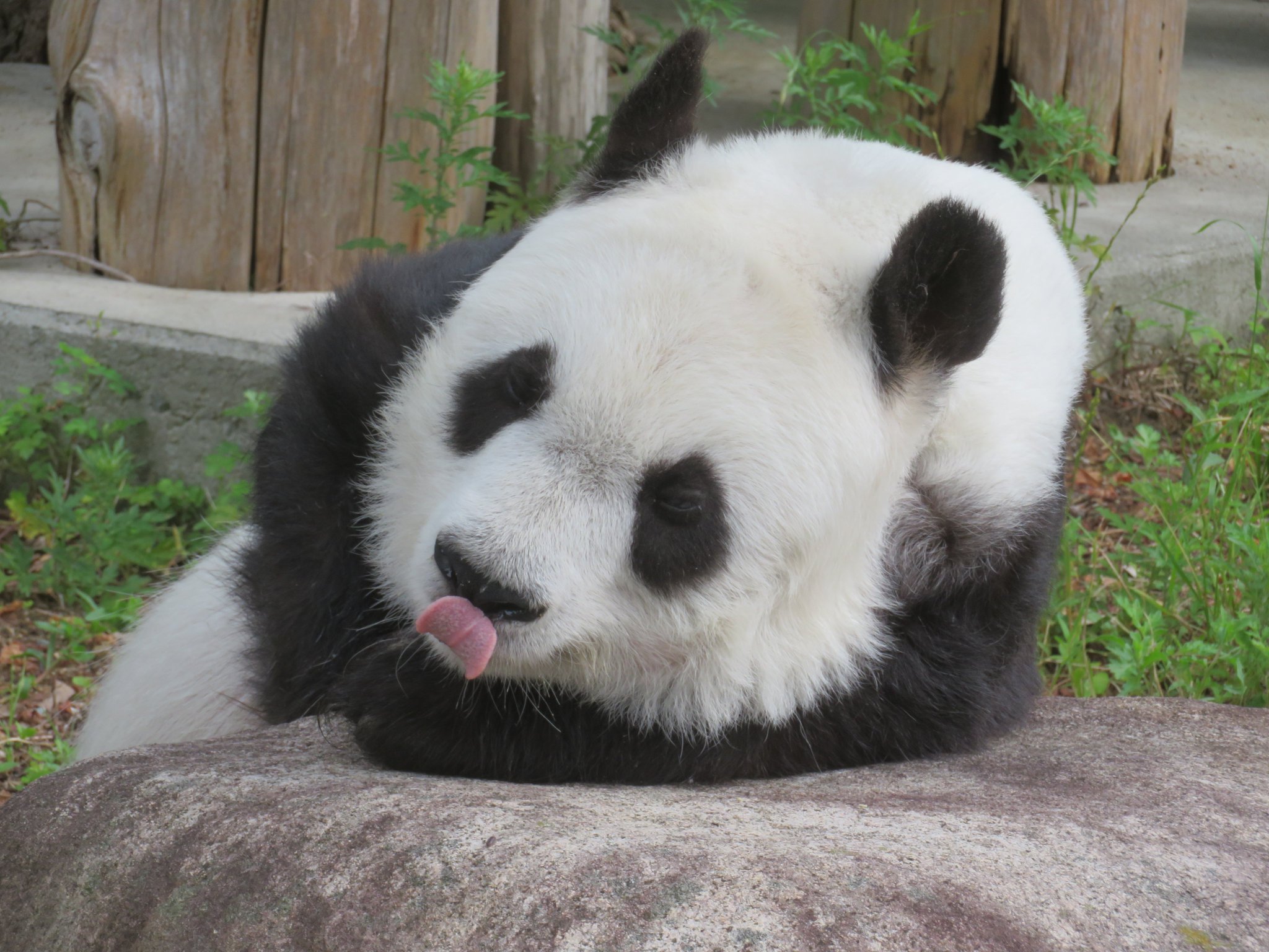 神戸市立王子動物園(公式) on Twitter: