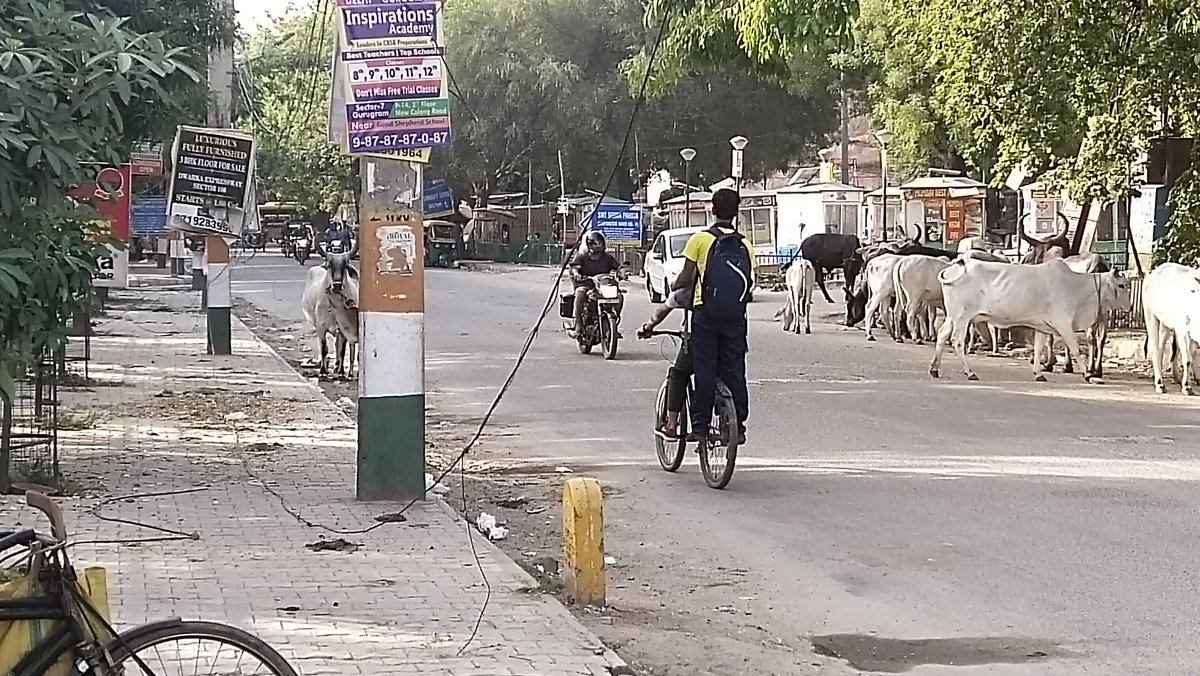 ATEET123456's tweet photo. @danikjagran2day sec 4 people daily facing problems awara pashu in sec 4 market mornings 5am to 11 am awara pashu belong nearest milk daily owners location sec 4 market gurgaon already so many tweets to deptt but deptt always sleep agst our duty https://t.co/1n4vD0myEw