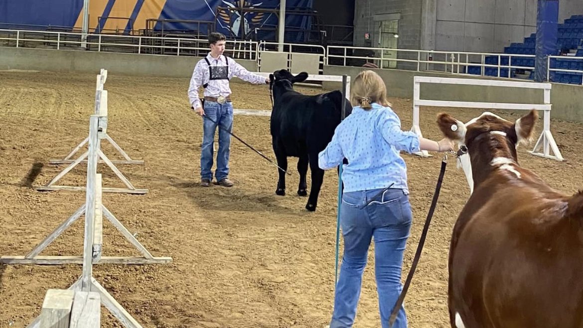 SkyhawkAggie's tweet photo. We have both 4-H and FFA on campus this weekend for the the West TN Livestock Expo in the UTM Ag. Pavilion. Beef Cattle today! #UTMloves4H #UTMlovesFFA https://t.co/LUKJkW2HaC