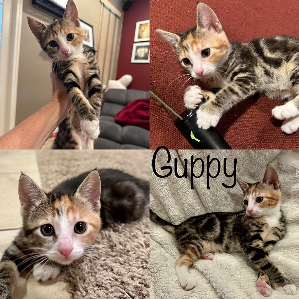 Available: June 10th
-Name: Guppy
-Sex: Female
-Age: 11 weeks
-Gets along with everyone! Including dogs, cats and kids.
-Food: Purina One Healthy Kitten Formula Dry Food
shelterluv.com/matchme/adopt/…
#adoptdontshop #adoptme #kittens #petsmart1184 #rosevilleca