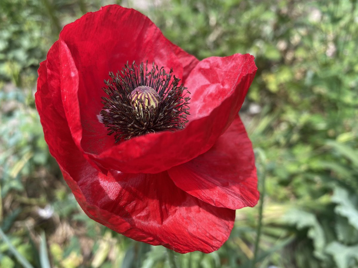 Dare I say, a perfect spring day!  This poppy was a star in my #midwest_garden. #gardenphotography #flower #poppy #poppies #photography