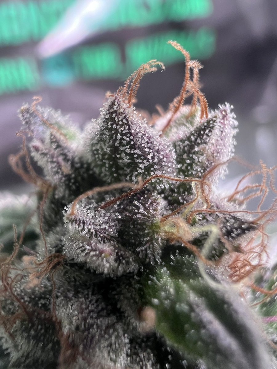 Black Opal from <a href="/irvineseedco/">Irvine Seed Company</a> looking GORGEOUS. 

<a href="/HLGLED/">Horticulture Lighting Group</a> 
<a href="/DYNOMYCO/">DYNOMYCO</a> 
<a href="/tnbnatural/">TNB Naturals</a> 
<a href="/Mmemberville_/">#Mmemberville Community 🍃</a> 

#growyourown 
#Mmemberville 
#CannabisCommunity