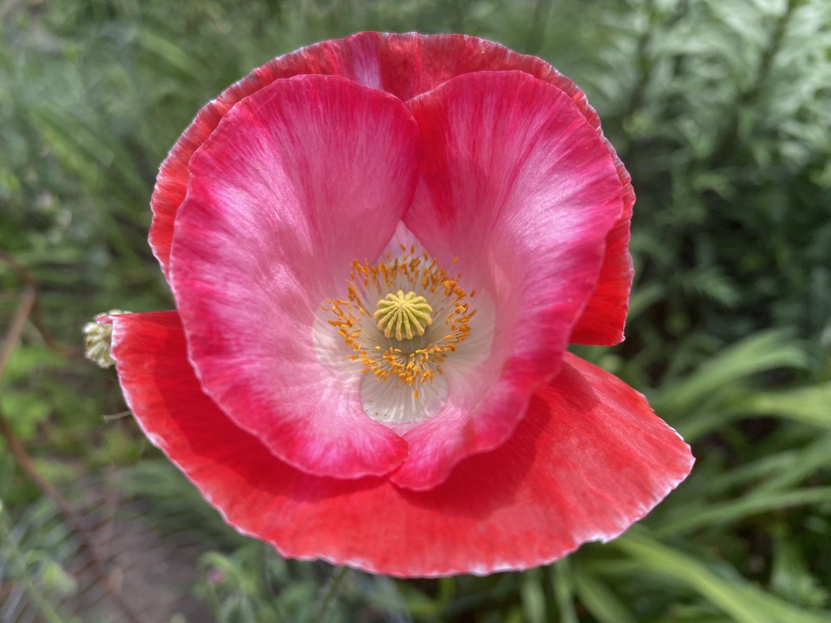 Dare I say, a perfect spring day!  The poppies continue to impress in my #midwest_garden. #flowerphotography #flower #flowers #poppy #poppies #gardenphotography