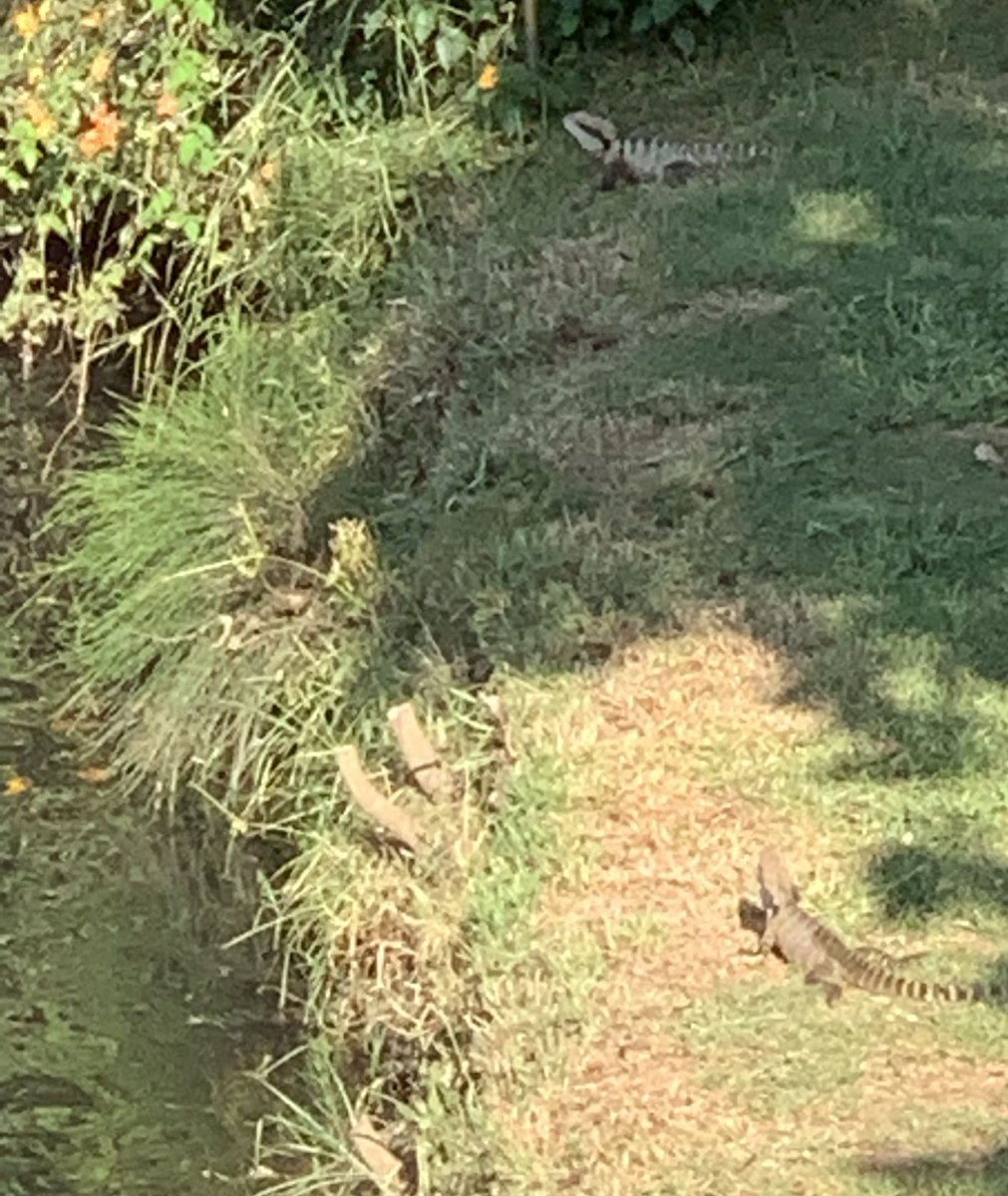 MichelTchan's tweet photo. #enjoyablethings saw these 2 water dragons regularly high up the Parramatta river back during the summer https://t.co/MZuX42TnEK