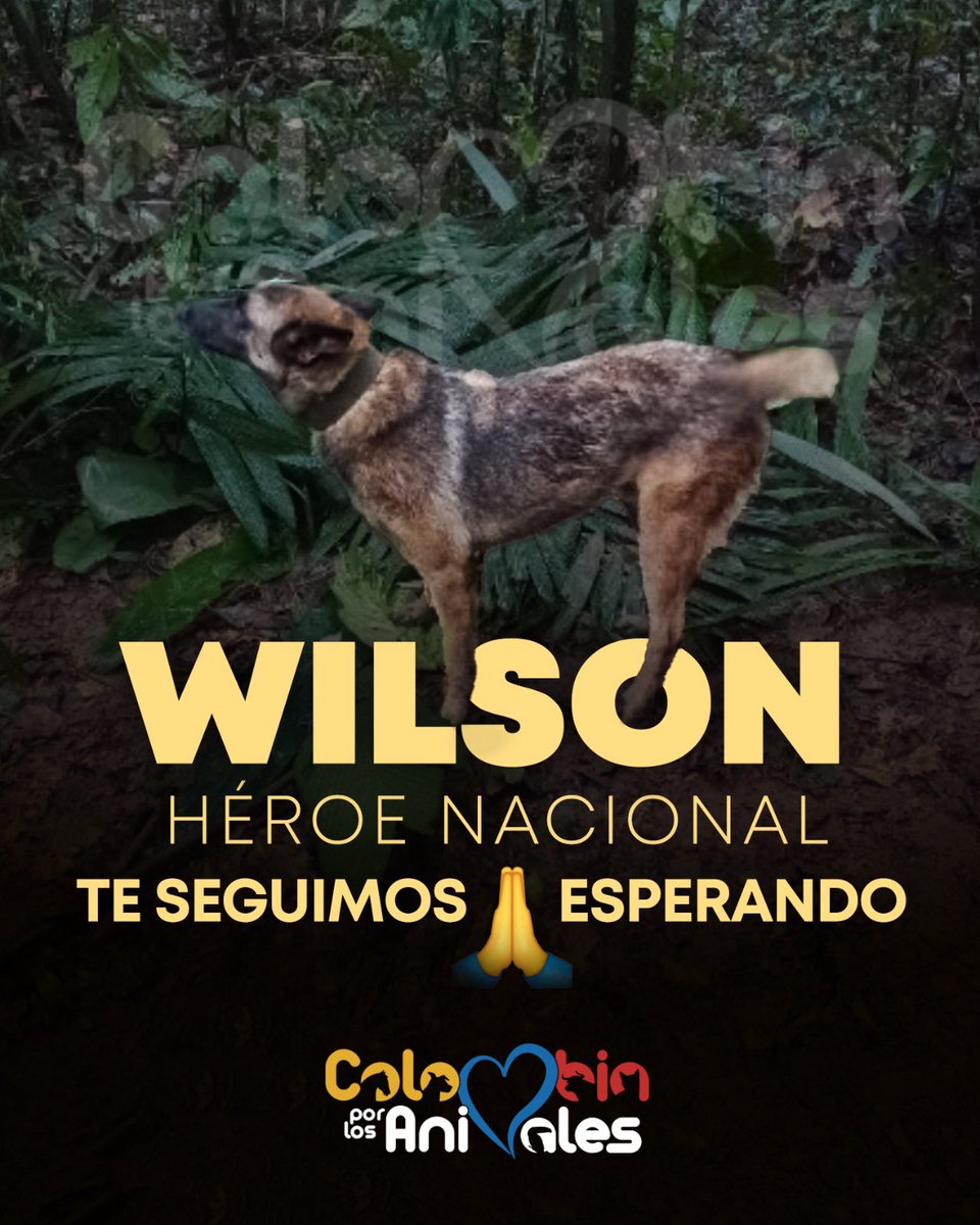 JuanJimenezLara's tweet photo. 🙏🏼🙏🏼🙏🏼Todos en oración por Wilson para que aparezca sano y salvo.

Sin mucho más que decir: no los merecemos ♥️😭 https://t.co/PGUcFcO2Ez