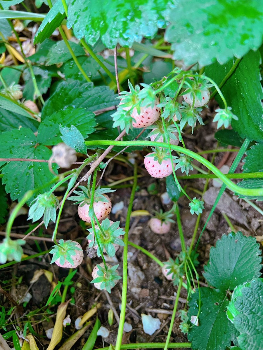 뒷마당을 점령한 딸기가 대부분 파인베리인 것으로 밝혀져 파내지도 못하게되었다🥲 그치만 이거 맛있긴 해