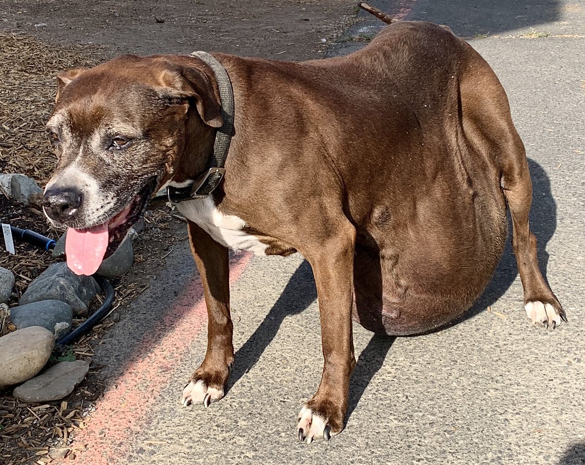 IS THERE A VETERINARIAN IN #LakeCountyCA, #SonomaCounty #NapaCounty, #YoloCounty who can help this sweet old girl?

Just saw her, couldn’t believe my eyes. She needs help.

#AnimalNeglect #ClearLakeCA