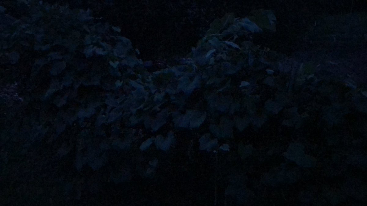 SpyPro on Twitter "Grapes. Concorde seedless. Table grapes. Wine