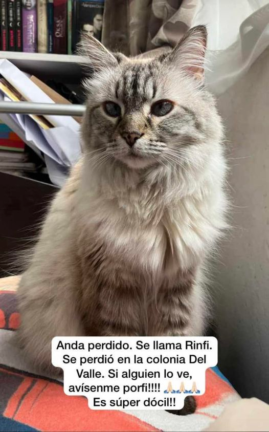 MascotasSismo's tweet photo. #Extraviado Rinfi, gato atigrado color crema/café claro/gris claro, ojos azules, pelo semilargo. Colonia del Valle, Benito Juárez, CDMX. Contacto en la publicación: https://t.co/ezmQ8z7Kmv https://t.co/kbxd90WVwr
