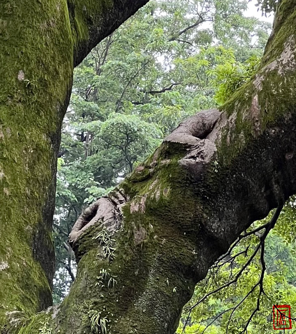 井の頭公園で見つけた蒲田くん