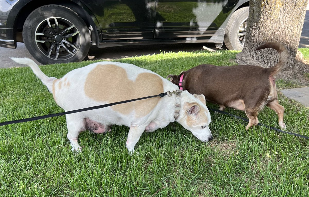 Special Needs BONDED PAIR of chonky, senior, chihuahuas need a forever home fast!
Location: SE Idaho
Transport help available. 

Their owner passed away in her home last weekend. Being ill for years, the dogs have been free-feeding &amp; have not been outside in quite some time.