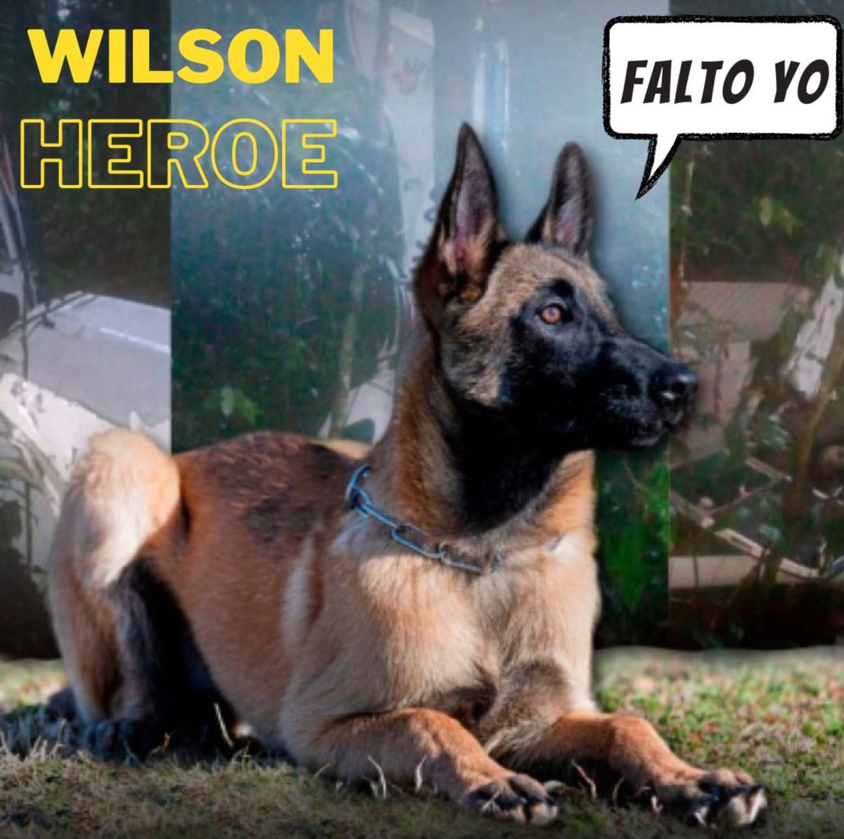 Wilson, el perrito rescatista que encontró a los 4 menores que llevaban perdidos 40 días en la selva, aún no aparece💔.  ¡Por favor, no lo dejen atrás!
#wilsonhéroe